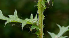 Cirsium vulgare