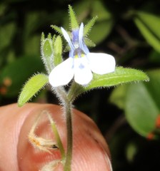 Lobelia cuneifolia