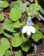 Lobelia cuneifolia