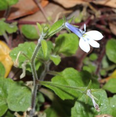 Lobelia cuneifolia