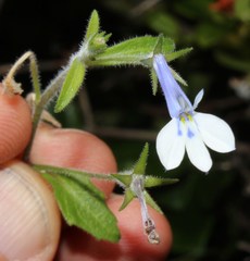 Lobelia cuneifolia