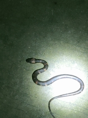 Homalopsis mereljcoxi