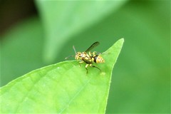 Ropalidia ornaticeps