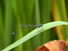 Ischnura elegans
