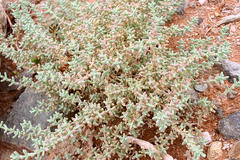 Amphibolia succulenta