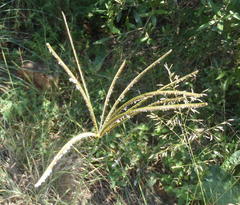 Eustachys paspaloides