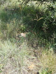 Eustachys paspaloides