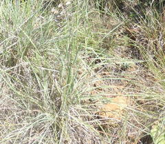 Eustachys paspaloides