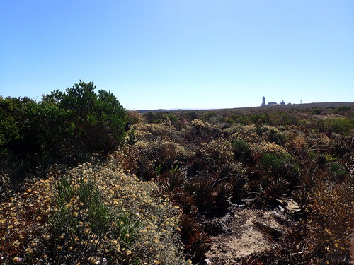 Image of Aloe distans by (c) Mahomed Desai, some rights reserved (CC BY)