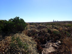 Aloe distans