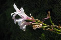 Disa gladioliflora gladioliflora