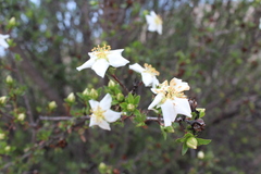 Lindleya mespiloides