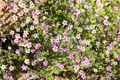 Jamesbrittenia hereroensis