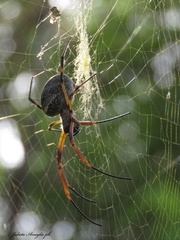 Trichonephila sexpunctata