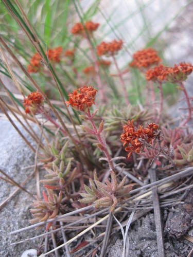 Crassula pruinosa