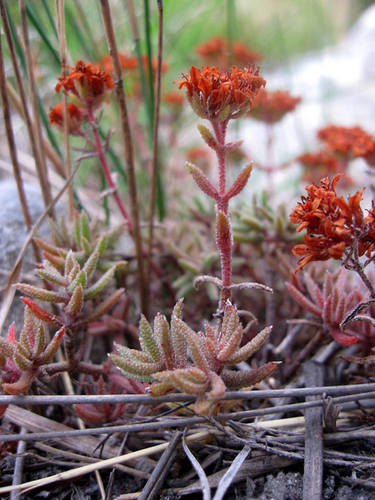 Crassula pruinosa