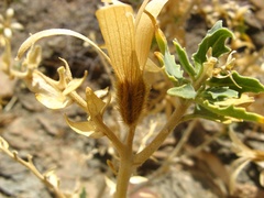 Kissenia capensis image