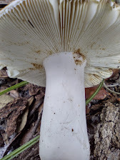 Russula hixsonii