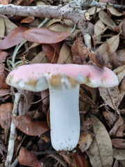 Russula hixsonii