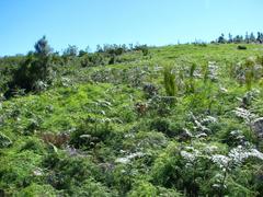 Gleichenia polypodioides