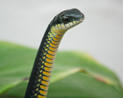 Dispholidus typus typus