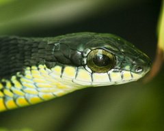 Dispholidus typus typus