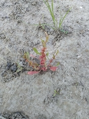 Rumex ucranicus