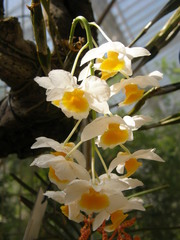 Dendrobium farmeri