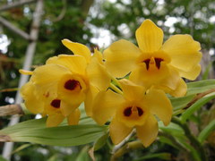 Dendrobium chrysanthum