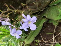 Streptocarpus polyanthus polyanthus