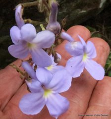 Streptocarpus polyanthus polyanthus
