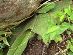 Streptocarpus polyanthus polyanthus