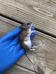 Peromyscus gossypinus