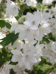Deutzia lemoinei
