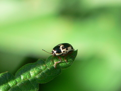 Cryptocephalus mutabilis