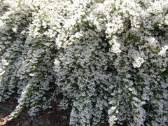Deutzia lemoinei