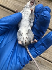 Peromyscus gossypinus