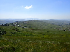 Aristida junciformis