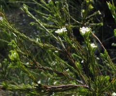 Lachnaea diosmoides