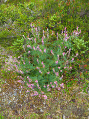 Hedysarum occidentale