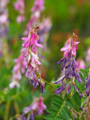 Hedysarum occidentale