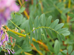 Hedysarum occidentale