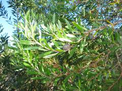 Leucadendron conicum
