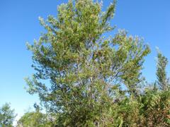 Leucadendron conicum