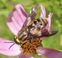 Chrysops relictus