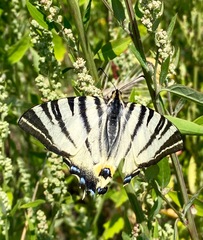 Iphiclides podalirius