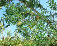 Leucadendron conicum