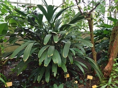 Dicranopygium atrovirens