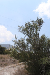 Lindleya mespiloides