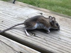 Peromyscus gossypinus
